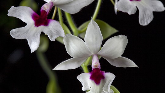 Jardim Botânico apresenta mostra Orquídeas de Outono, neste fim de semana