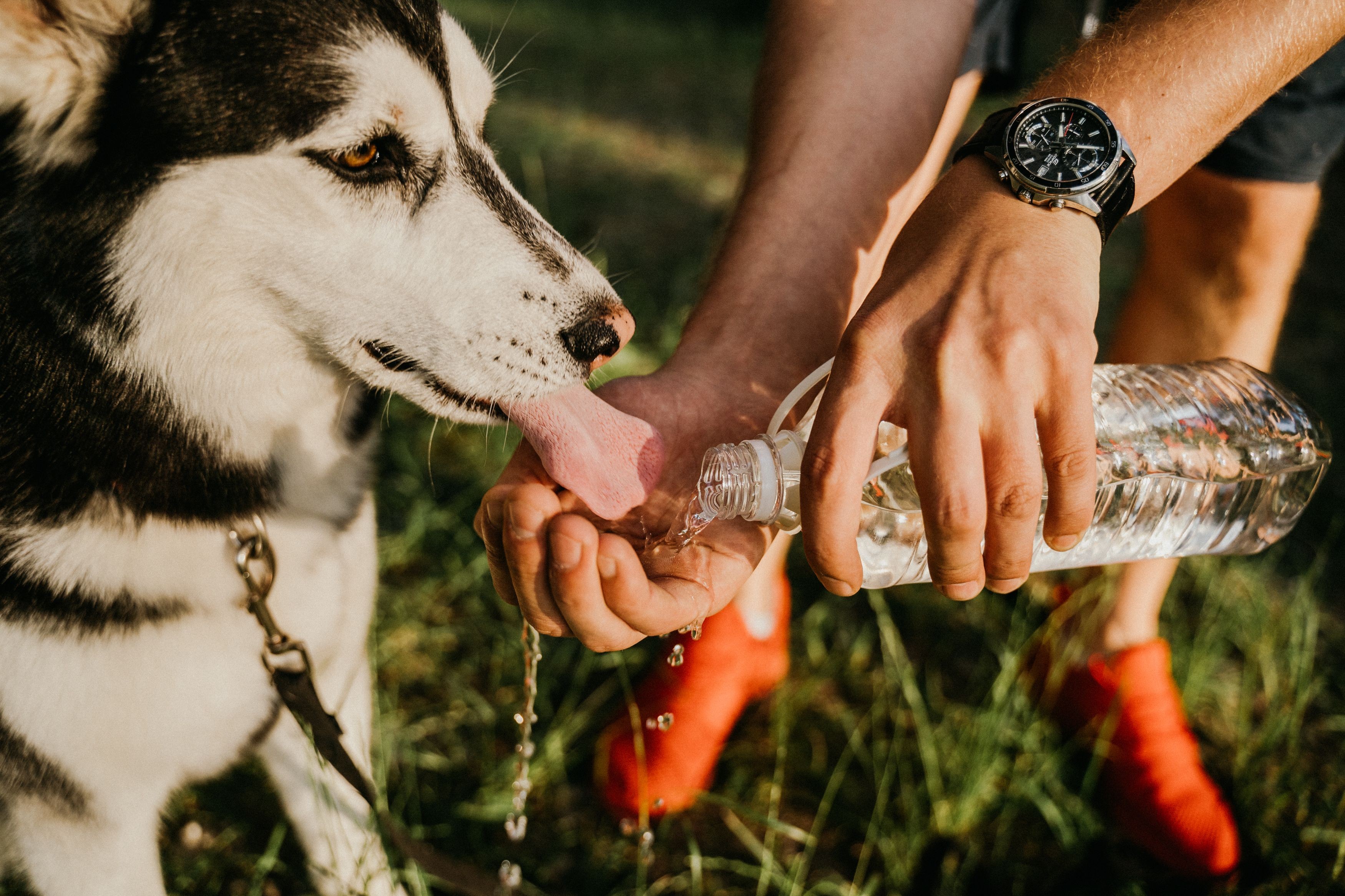 Efeito do El Niño nos pets: saiba como proteger animais de estimação do calor extremo durante o fenômeno - QTU Questões do Universo