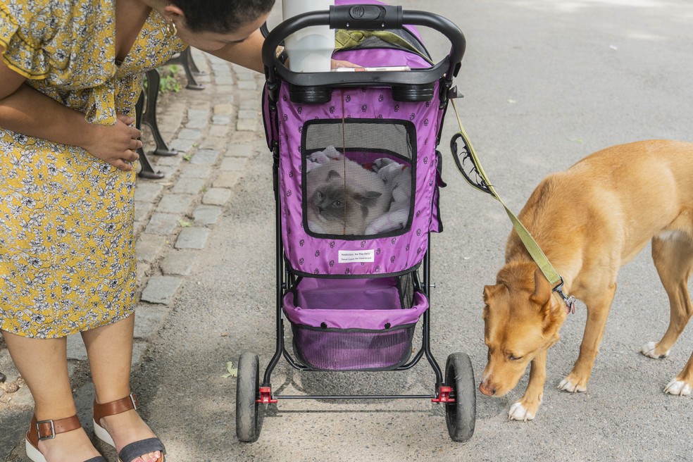 Mimamos os pets com planos de nutrição, mochilas de transporte e estadias em hotéis — Foto: Hiroko Masuike / The New York Times