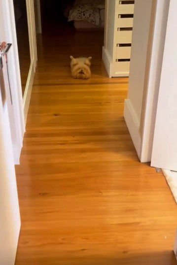 Cabinet details – Image: Reproduction