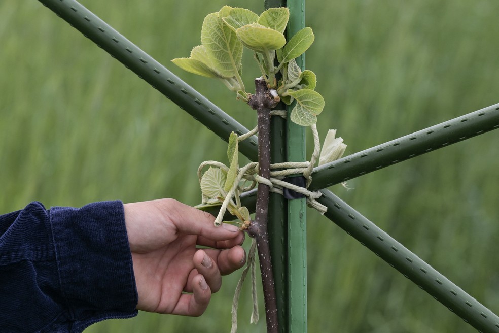 Broto de uma videira de kiwi enquanto — Foto: Richard A. Brooks / AFP