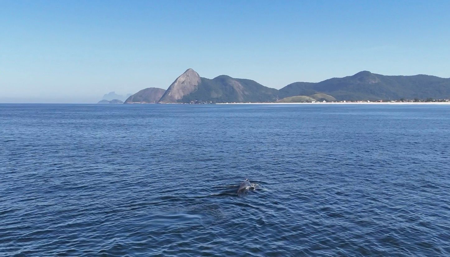 O mar está para baleia: jubartes dão show, com saltos e esgu