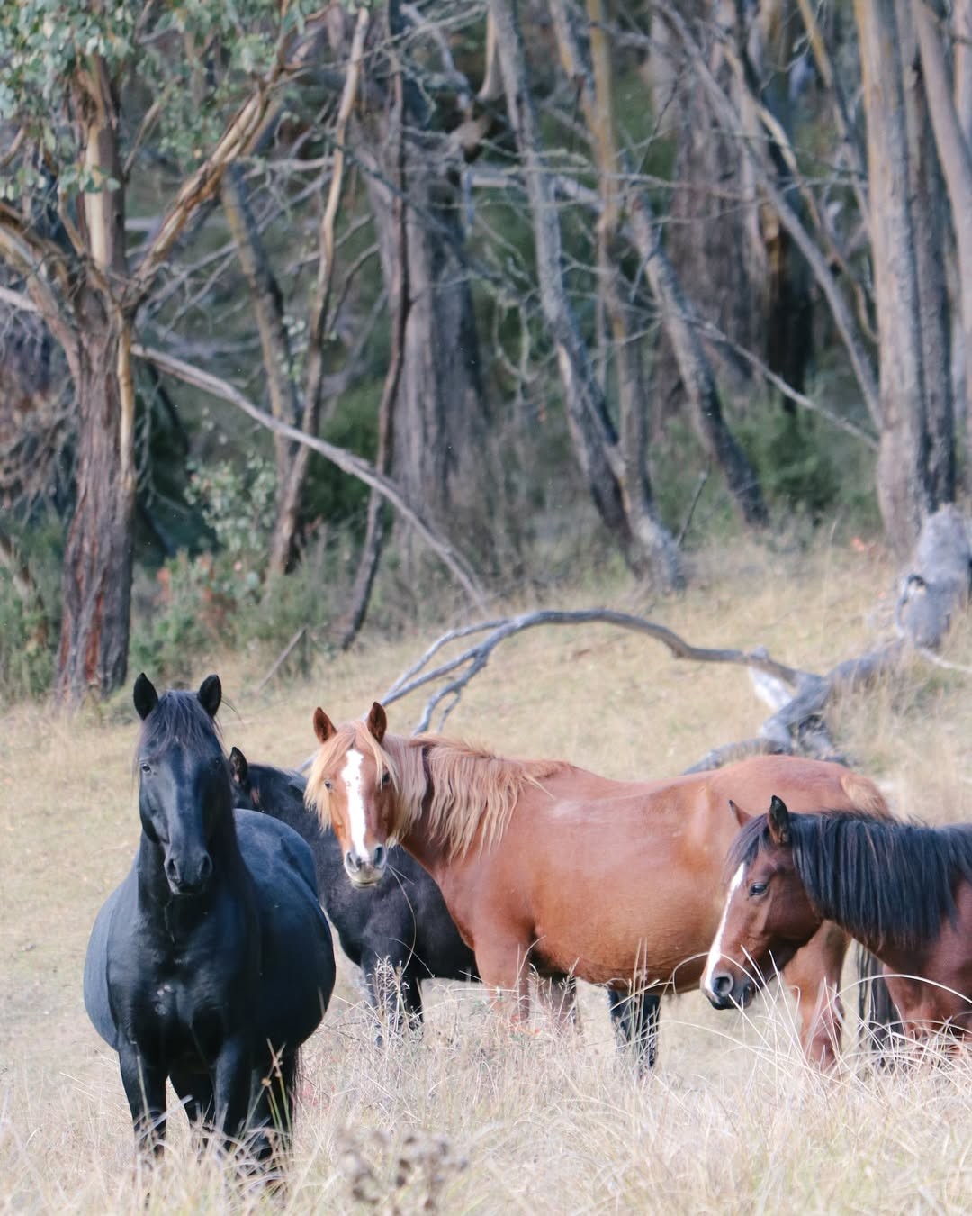Austrália retomará o abate de cavalos por atiradores em heli
