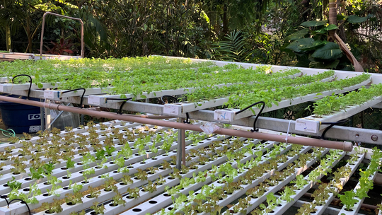Colégio de aplicação da PUC cria horta orgânica e destina produtos para creches da Rocinha