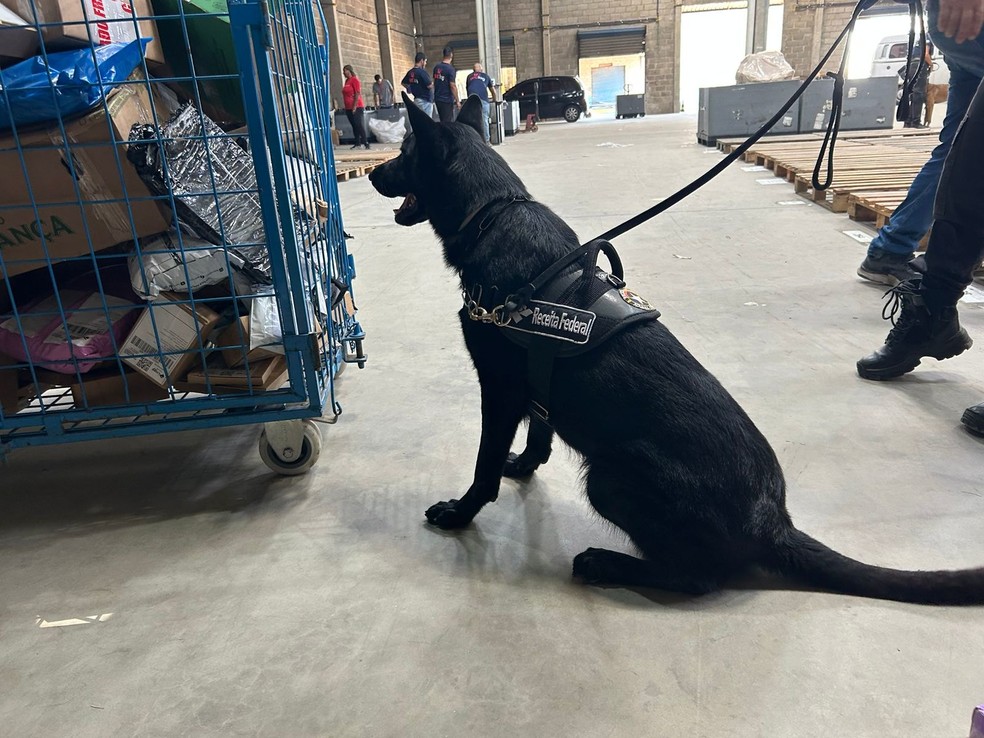 Cães farejadores auxiliaram na busca por drogas em encomendas — Foto: Divulgação / Receita Federal