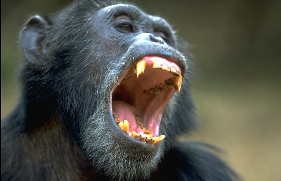 Chimpanzé do Parque Nacional do Gombe, na Tanzânia — Foto: Jane Goodall Institute