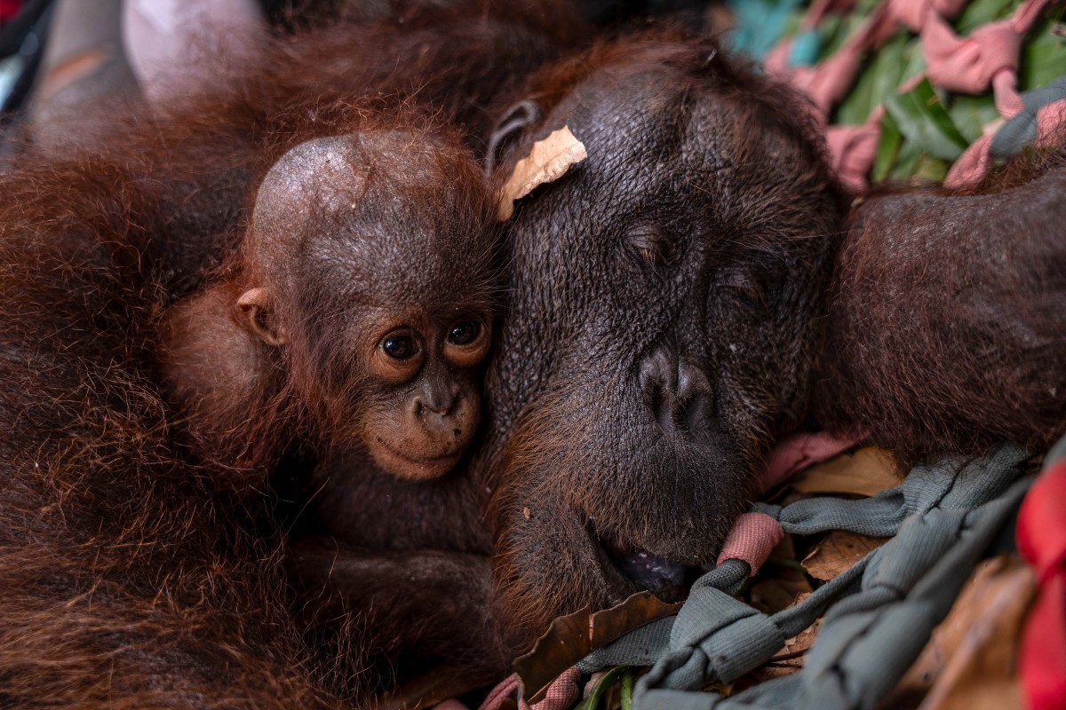Mãe orangotango e filhote são resgatados na Indonésia após incêndios se aproximarem de seu habitat