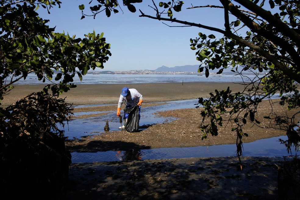 Reflorestamento na Baía de Guanabara. Parque Natural Municipal Barão de Mauá foi recuperado depois de 25 anos do derramamento de óleo vindo dos dutos da Petrobrás em janeiro de 2000. — Foto: Custódio Coimbra/ Agência O GLOBO