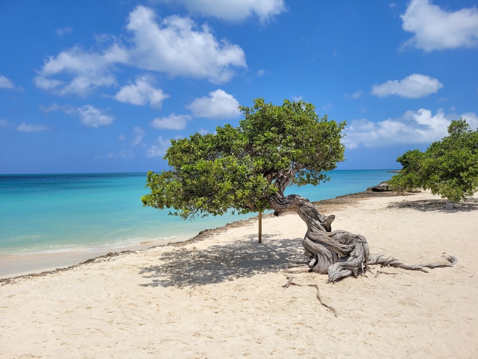 As famosas fofoti, árvores típicas de Aruba, na praia de Eagle Beach, diversas vezes apontada como a mais bonita do Caribe — Foto: Eduardo Maia / O Globo