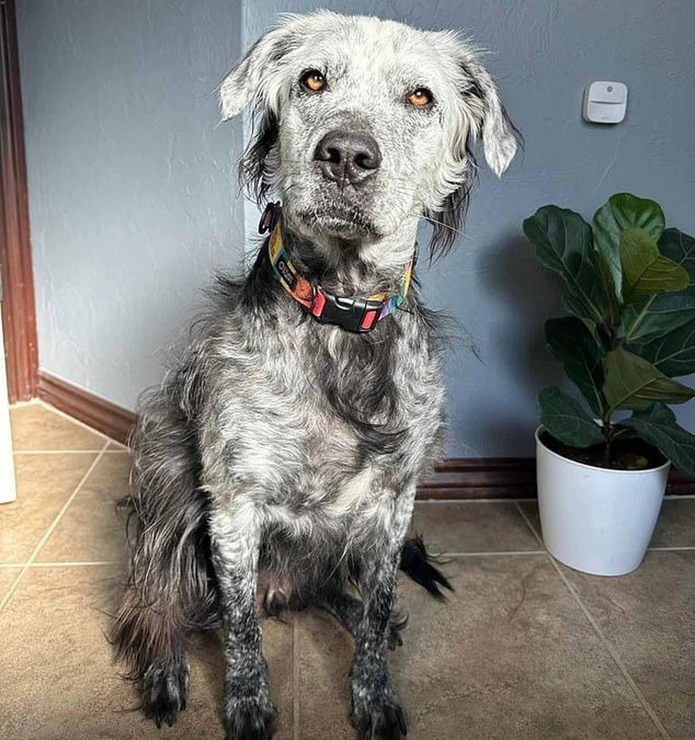 Buster, de 4 anos, atualmente está com o pelo, que já foi preto, completamente branco. Novembro de 2022 — Foto: Reprodução/Redes sociais