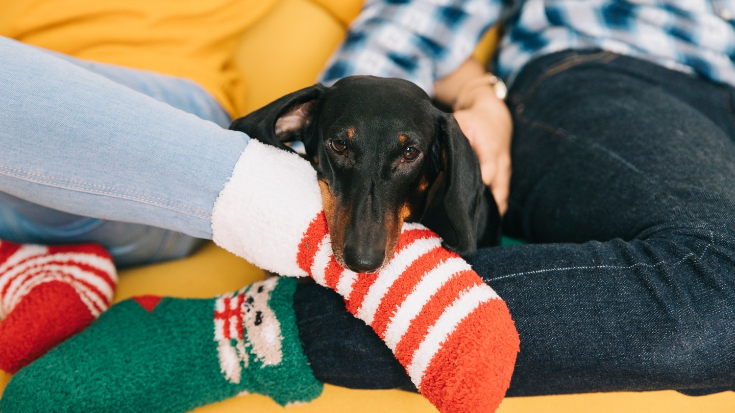 Frio pode mudar o comportamento dos cães? Entenda como as baixas temperaturas afetam os animais