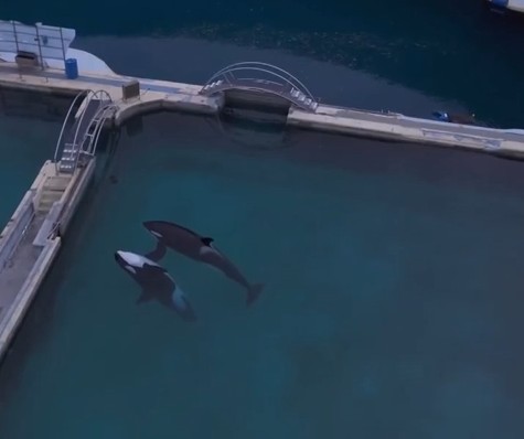 Wikie e Keijo: últimas orcas em cativeiro na França podem ser transferidas para a Espanha até junho