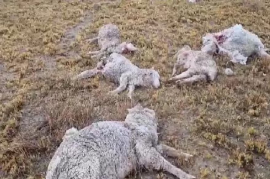 Mais de 150 ovelhas são encontradas mortas em fazenda na Argentina
