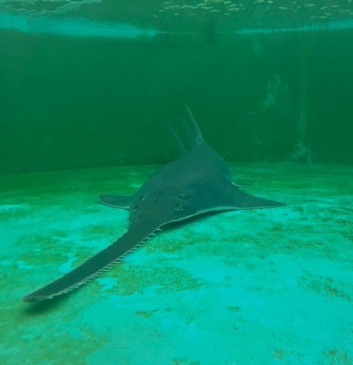 'Giro da morte': Cientistas investigam comportamento de peixes-serra na ...