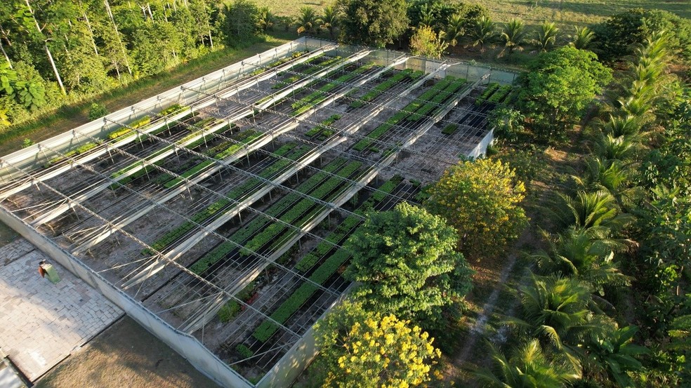 Projeto Muçununga: 2 milhões de mudas de mais de 70 espécies nativas terão plantio até 2027 — Foto: Divulgação/Neoenergia