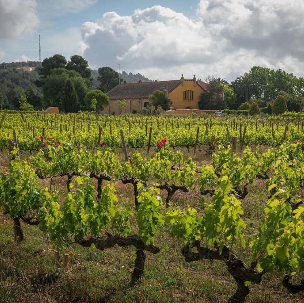 O vinhedo Mas La Plana, no coração de Penedès — Foto: Reprodução / @familiatorres1870