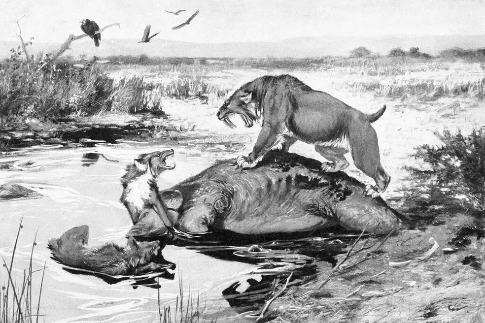 Ilustração de 1911 mostra um tigre dente-de-sabre e um lobo-feroz lutando pela carcaça de um mamute — Foto: Robert Bruce Horsfall