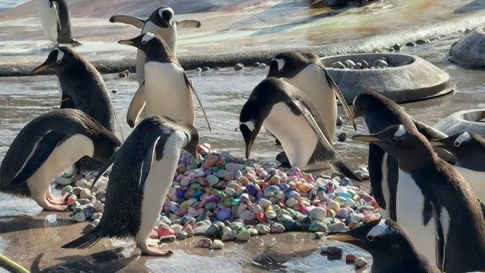 Pinguins do Zoológico de Edimburgo vasculham pedrinhas coloridas pintadas por crianças de um hospital local para marcar o início da temporada de reprodução — Foto: Divulgação/Sociedade Zoológica Real da Escócia / AFP
