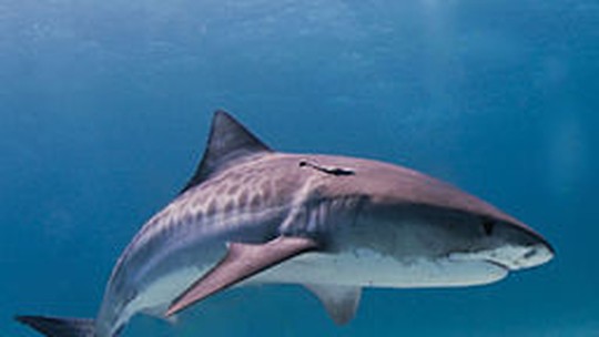 Justiça suspende caça a tubarões no arquipélago francês da Nova Caledônia