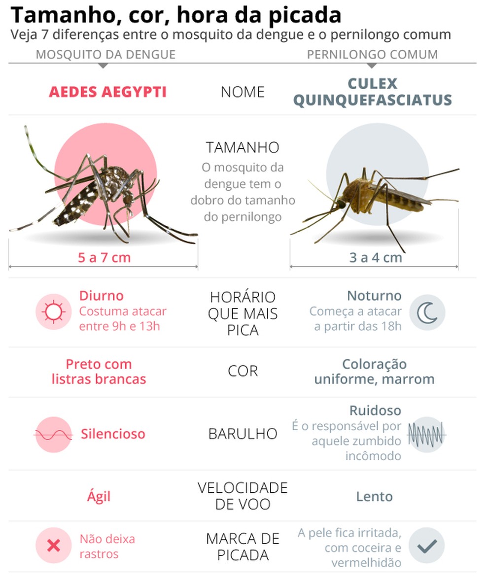 Infográfico diferenças entre mosquito da dengue e pernilongo comum — Foto: Editoria de Arte/OGLOBO
