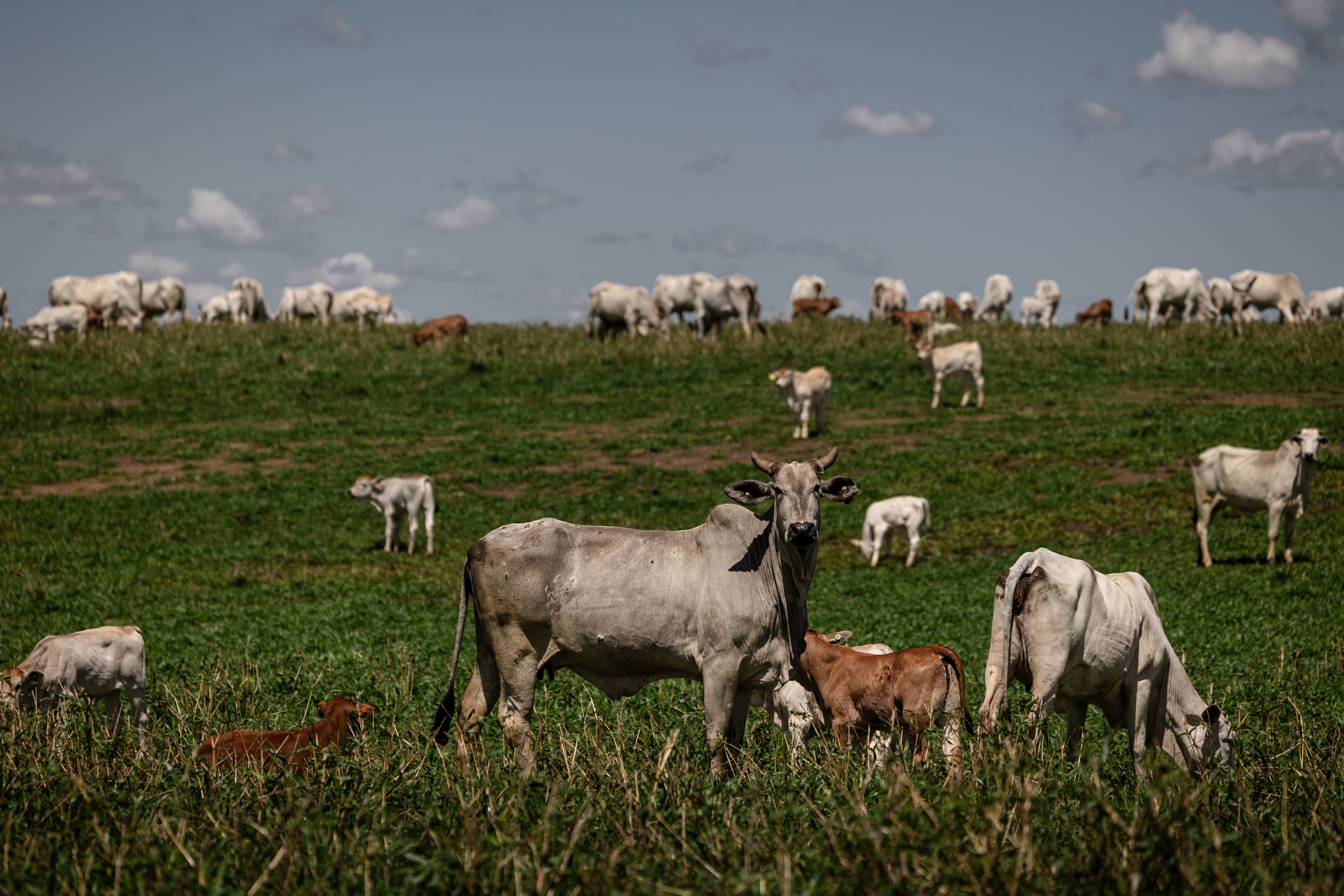 Brasil responde por um quarto das importações europeias de carne. Bloco paga 50% a mais do que a Ásia - QTU Questões do Universo