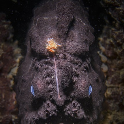 'Peixe com raiva' registra um dos Lophiiformes (anglerfish), ordem peixes ósseos que possui diversidade — Foto: Nicolas Remy / World Photografy Awards