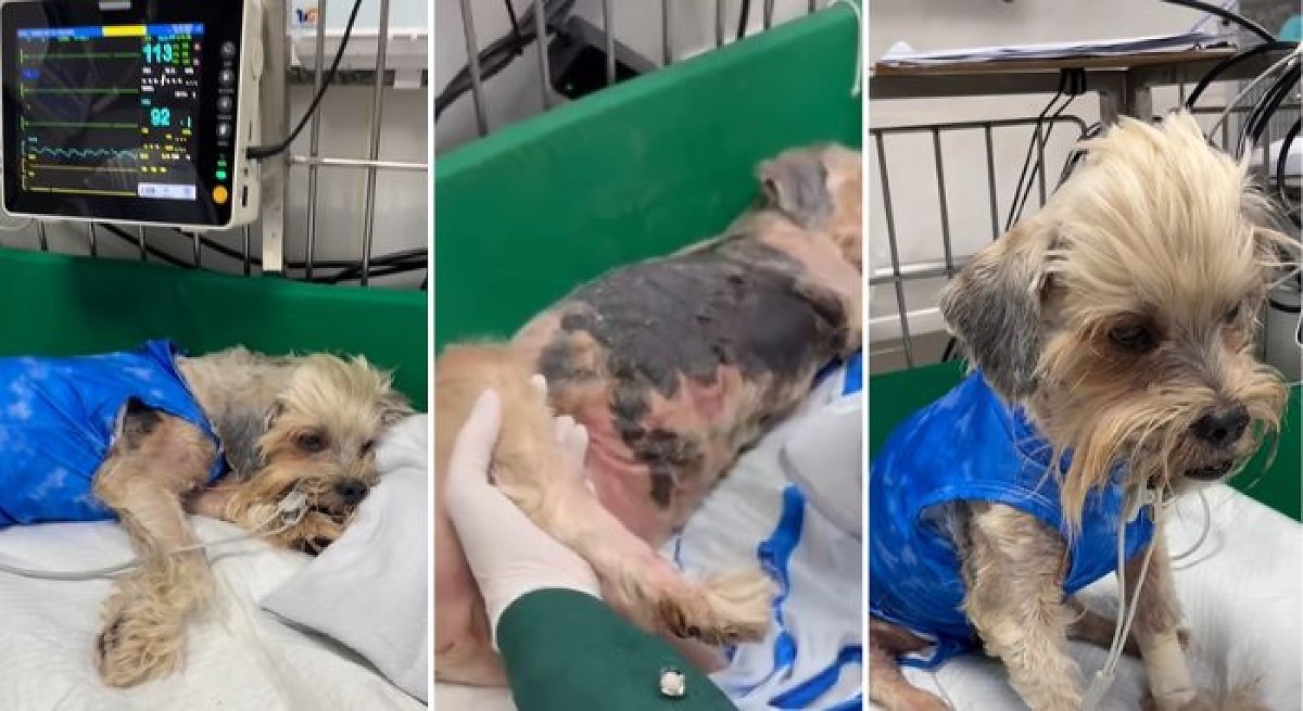 Caso Teddy: tudo o que se sabe sobre o cão queimado em pet shop clandestino em Cuiabá e a prisão da dona do estabelecimento