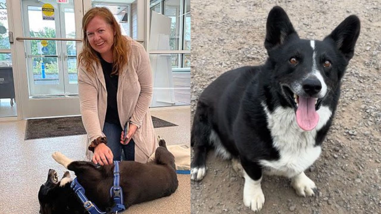 Cão desaparecido na Califórnia é encontrado a 3.200 km de casa após três meses sumido