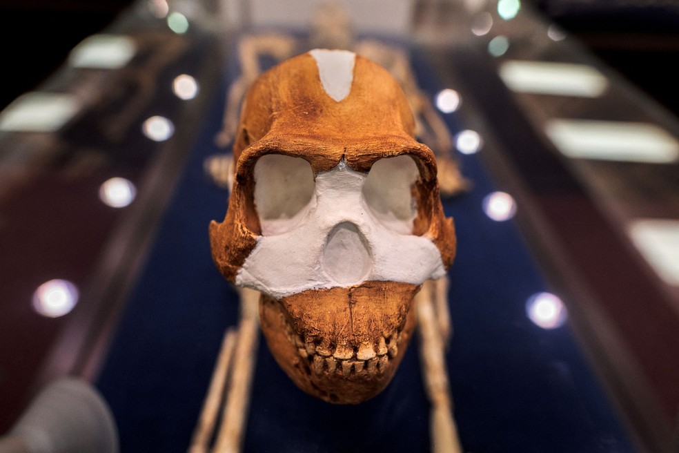 Uma reprodução do crânio do Homo Naledi é retratada no Centro de Exploração da Jornada Humana Profunda da Wits University, em Joanesburgo, em 11 de maio de 2023 — Foto:  Luca Sola / AFP
