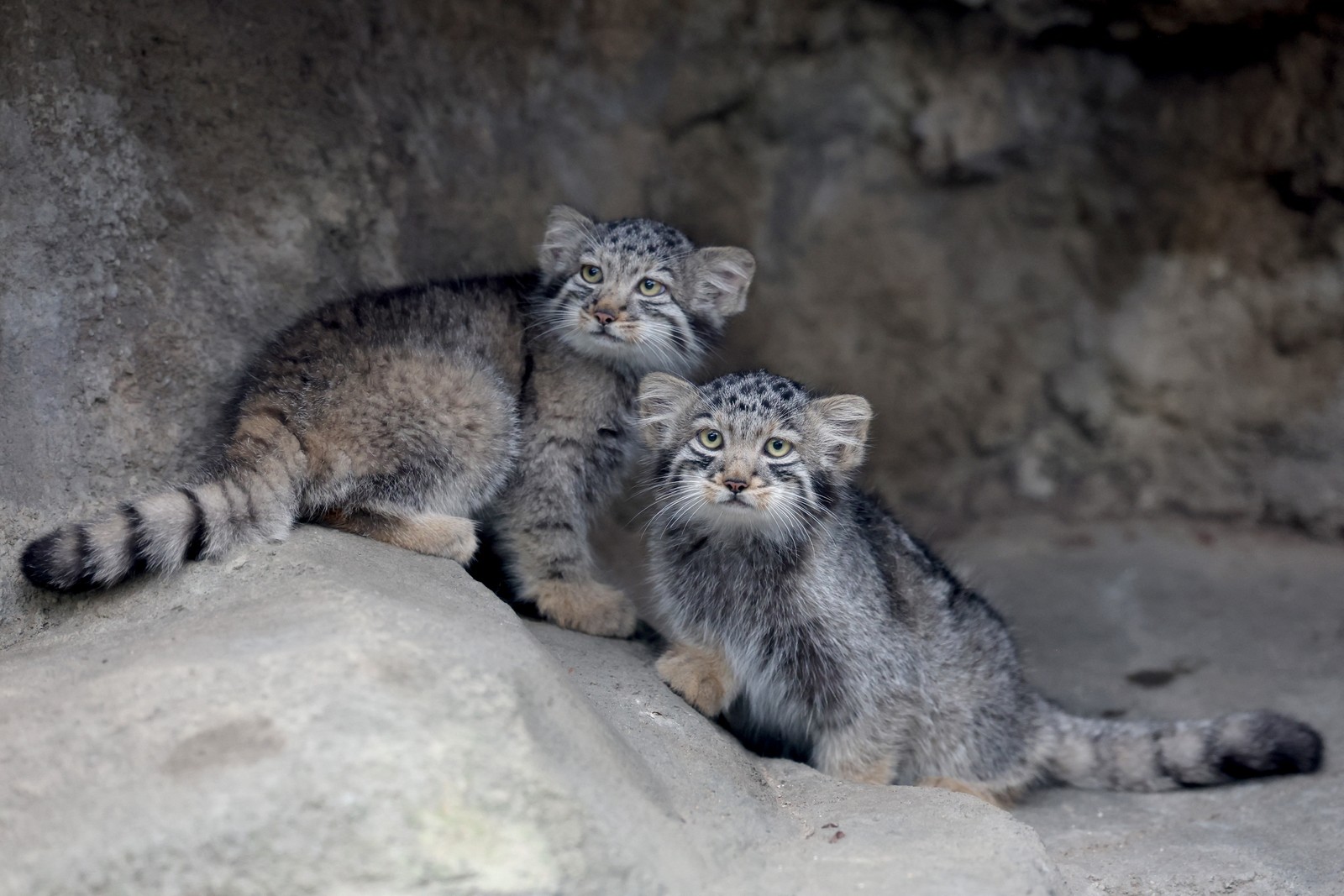 Filhotes de gato-de-pallas, espécie considerada o felino mais antigo do mundo, são vistos em seu recinto no Kobe Animal Kingdom — Foto: AFP