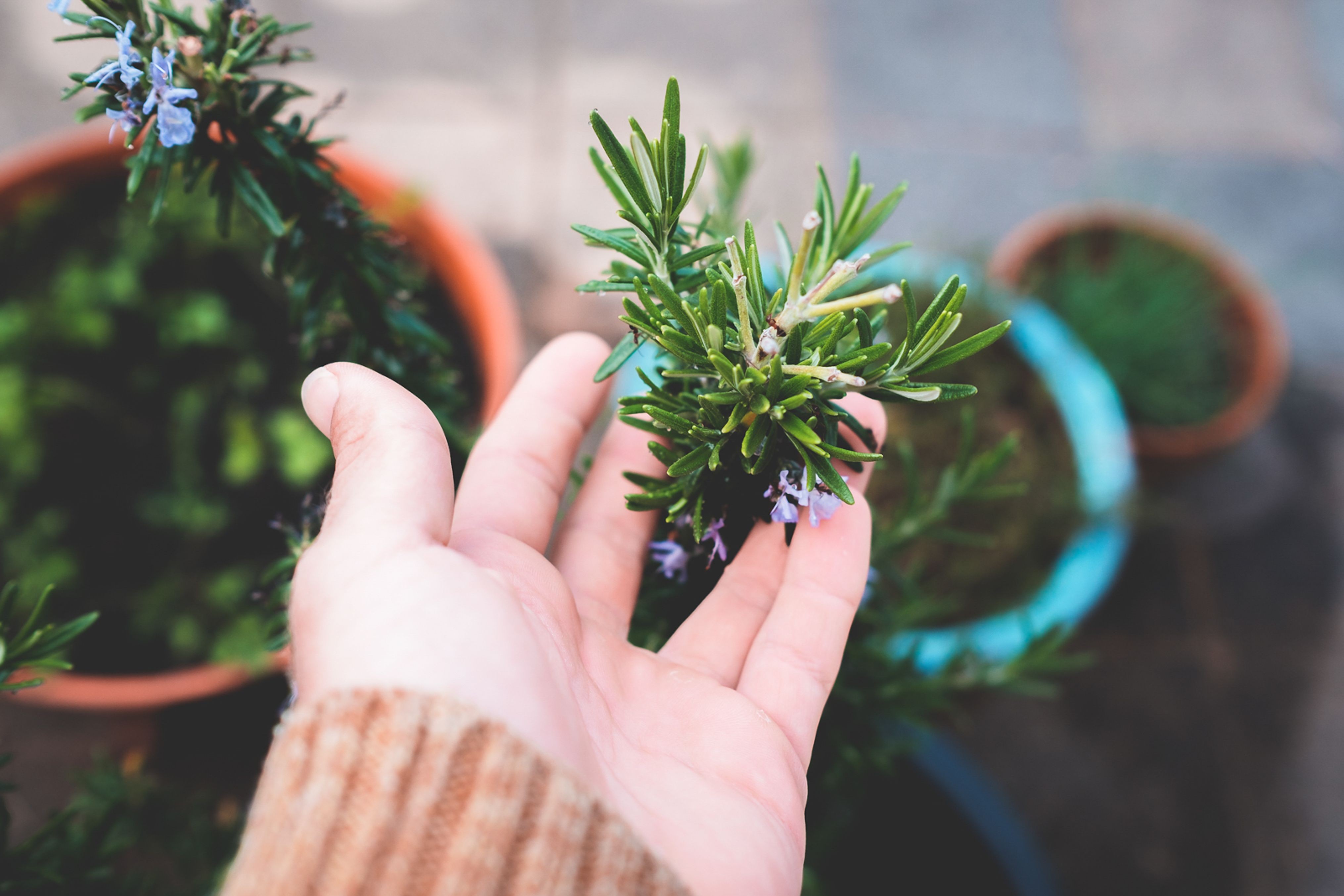 Alecrim em casa: onde colocar a planta aromática para atrair prosperidade e proteger o lar, segundo o Feng Shui