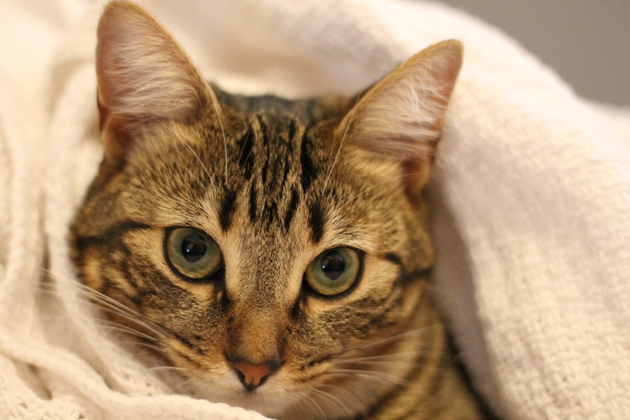 Humanos erram mais do que acertam no entendimento do significado dos miados dos seus felinos, de acordo com cientistas