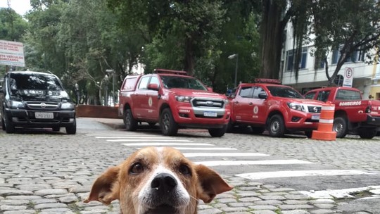 Caramelo, mascote do Corpo de Bombeiros da Praça São Salvador, volta para o quartel