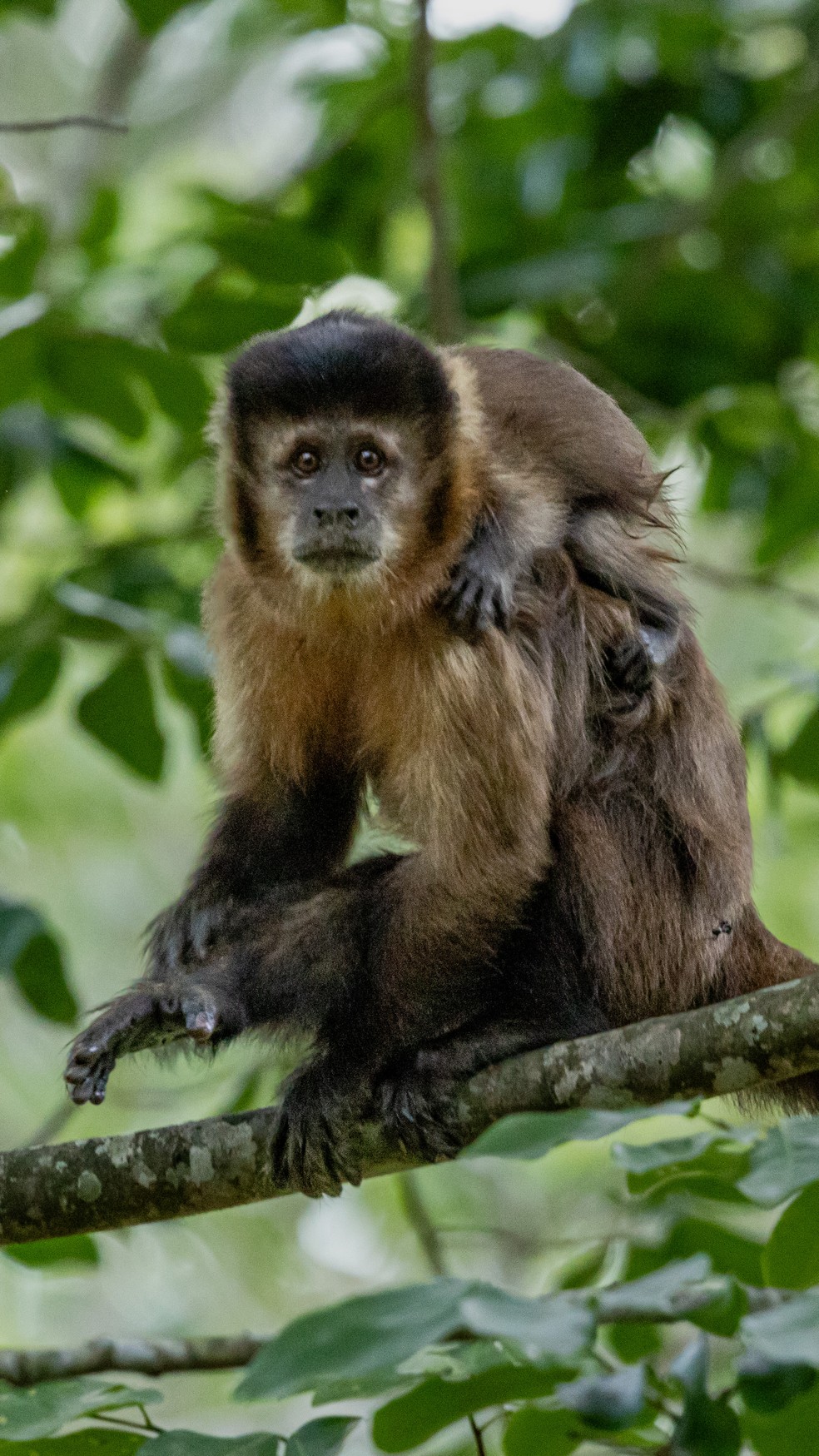 O macaco-prego-preto, um dos animais que vive na Reserva — Foto: Divulgação / Gabriel Marchi