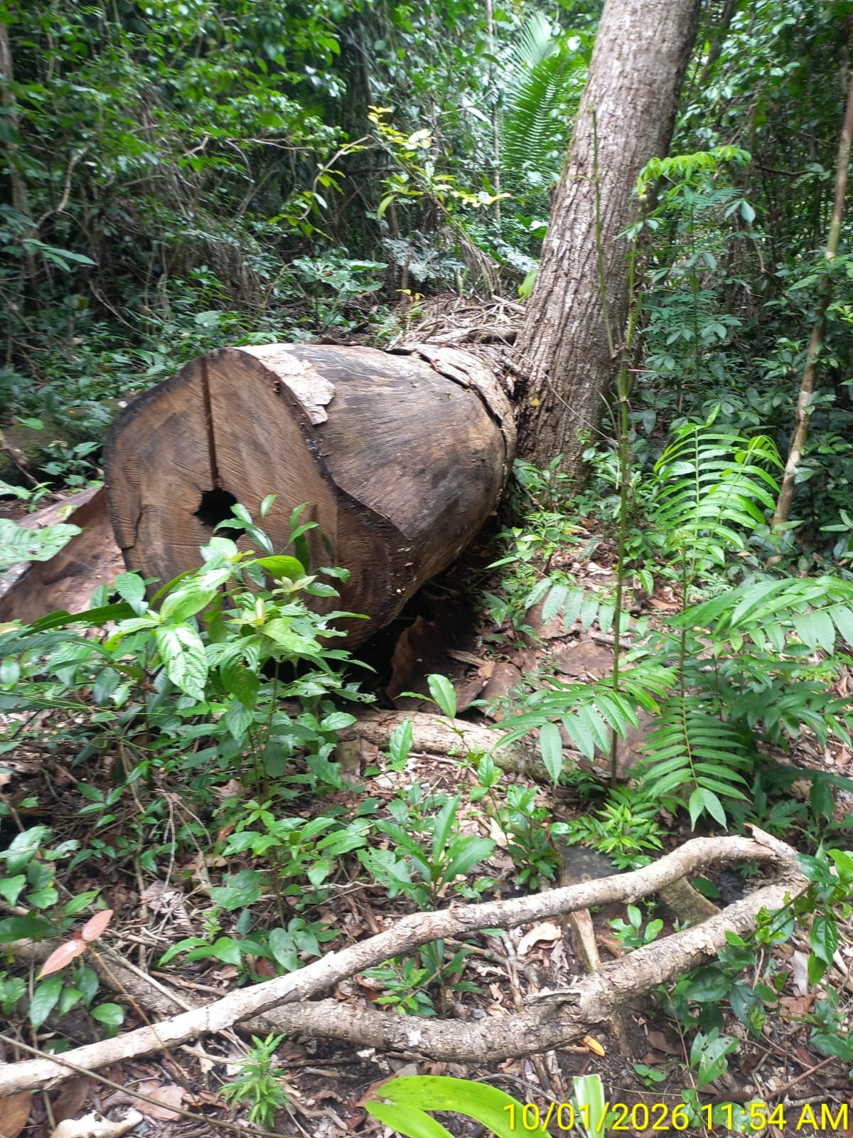 Árvores nativas foram derrubadas — Foto: Siã Huni Kuin / Askarj