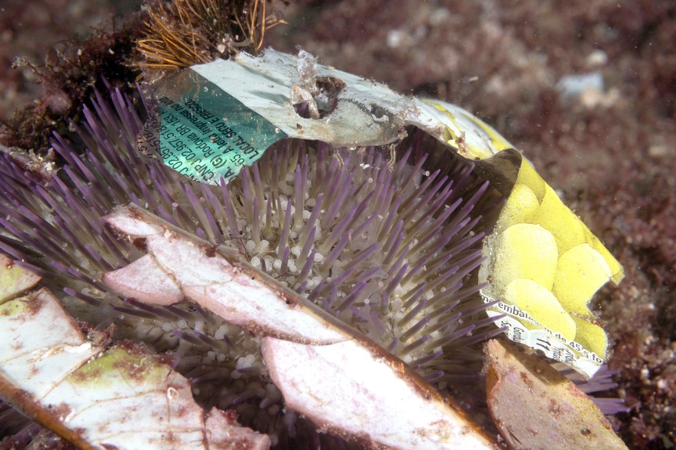 Ouriço com plástico fotografado  na ilha — Foto: Divulgação/Ricardo Gomes/Instituto Mar Urbano