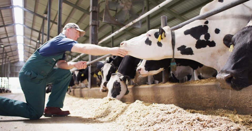 Brasil bate recorde na produção de leite, e Agroleite discute saúde das vacas - QTU Questões do Universo