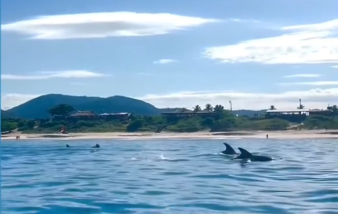 Grupo de cerca de 50 golfinhos encanta banhistas e remadores em praia de Niterói; vídeo
