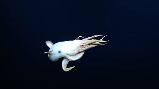 Imagens de raro polvo 'Dumbo' são captadas nas profundidades do Pacífico; vídeo