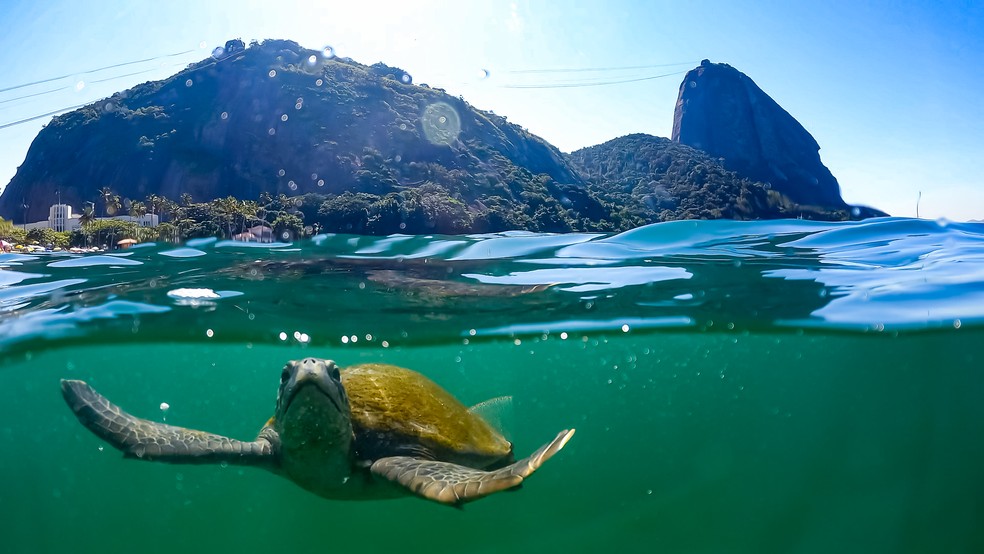 Tartaruga marinha na Praia Vermelha, na Urca — Foto: Divulgação/Projeto Verde Mar