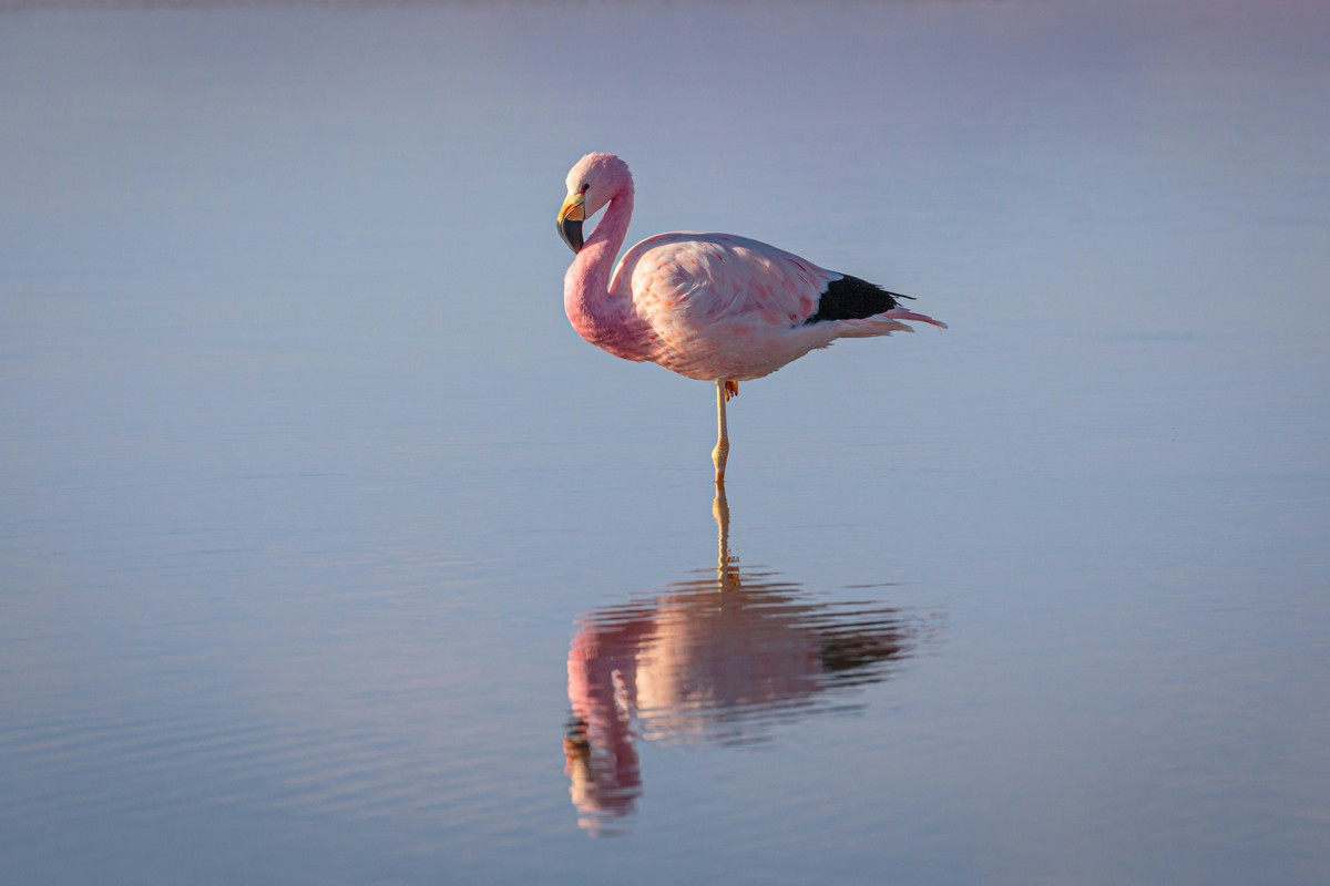 Teste do flamingo: conheça exercício de poucos segundos que pode predizer o risco de problemas de saúde