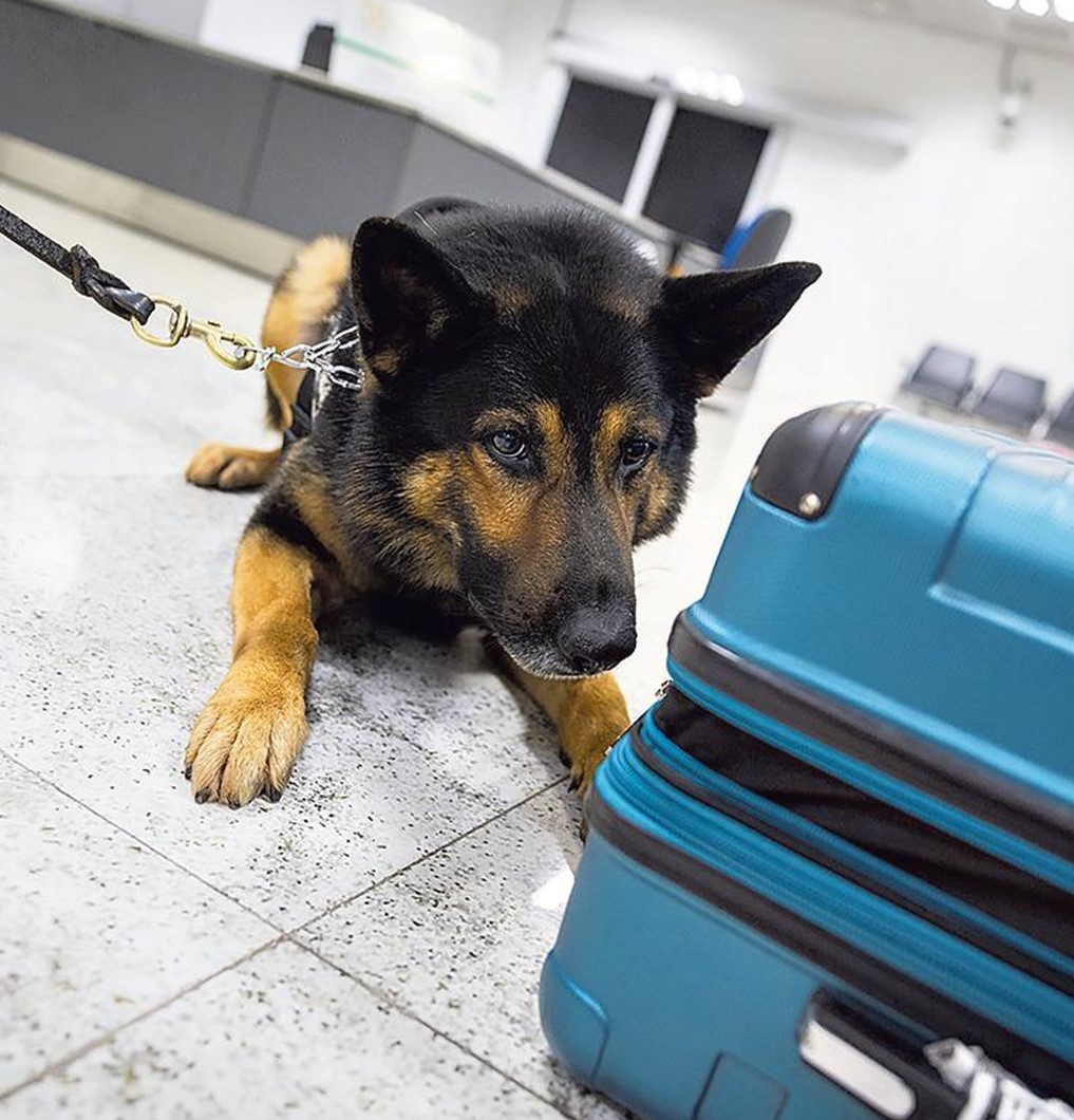 Cães farejadores de lítio: como a polícia encontrou ninho de celulares roubados em prédio no centro de SP - Foto