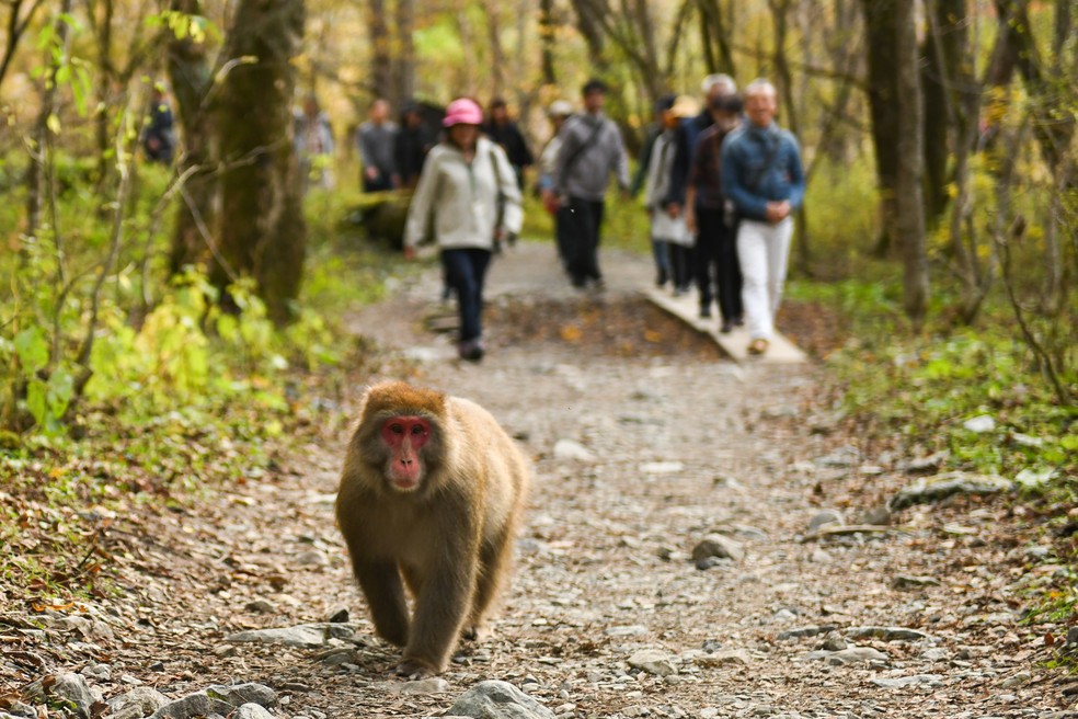 Um macaco japonês, também conhecido como'macaco da neve', caminha livremente numa área verde de Nagano, no Japão — Foto: Noriko Hayashi/The New York Times