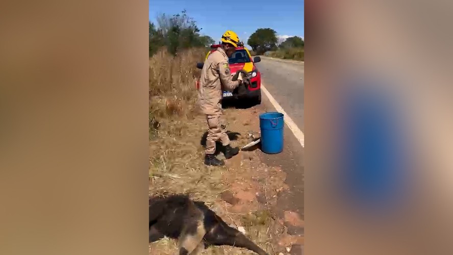 Vídeo: Tamanduá Mirim é resgatado em posto de combustíveis na