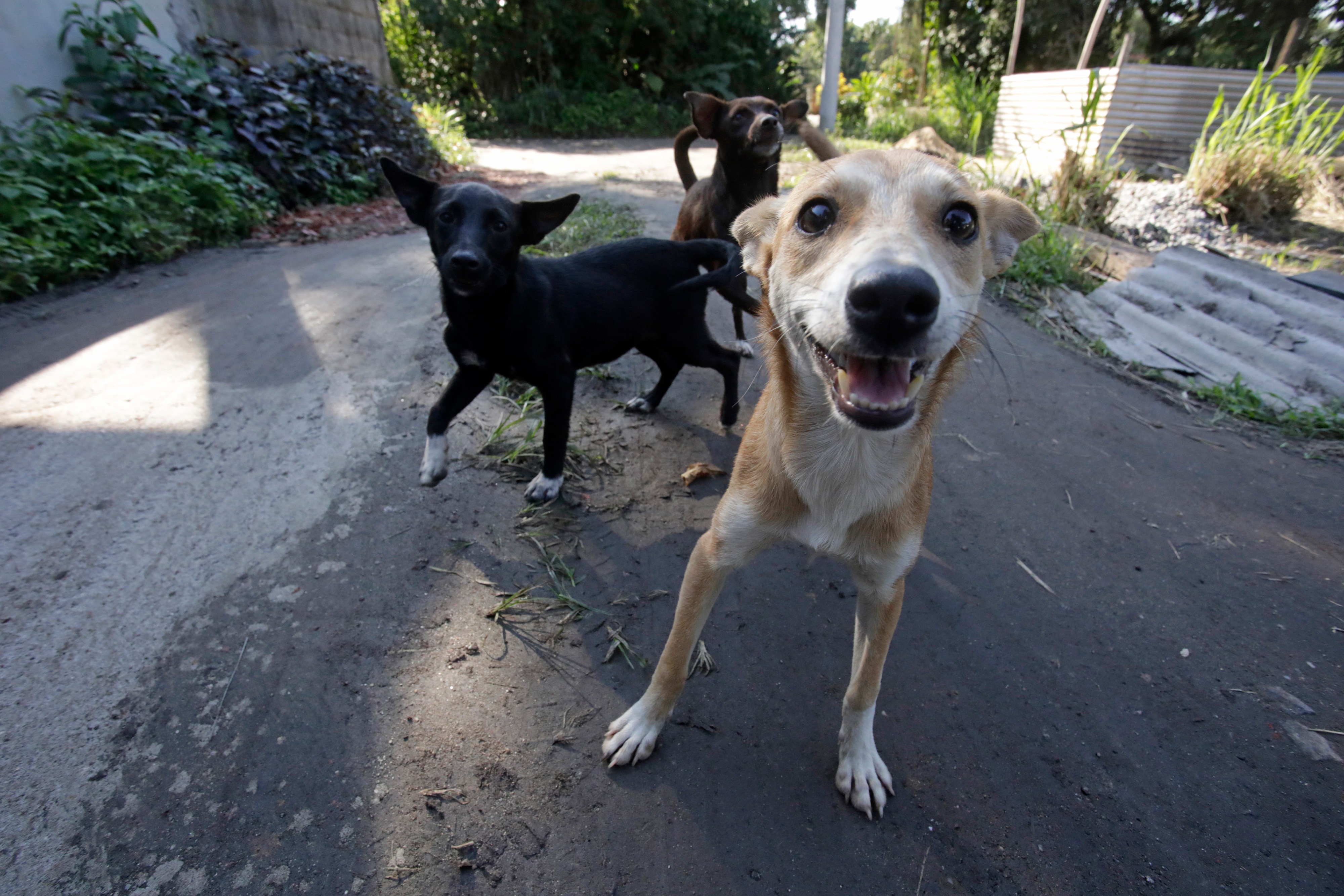 Caramelos sem casa: a dura vida dos cachorros que vivem às margens da sociedade humana, entre a mata e a cidade - QTU Questões do Universo