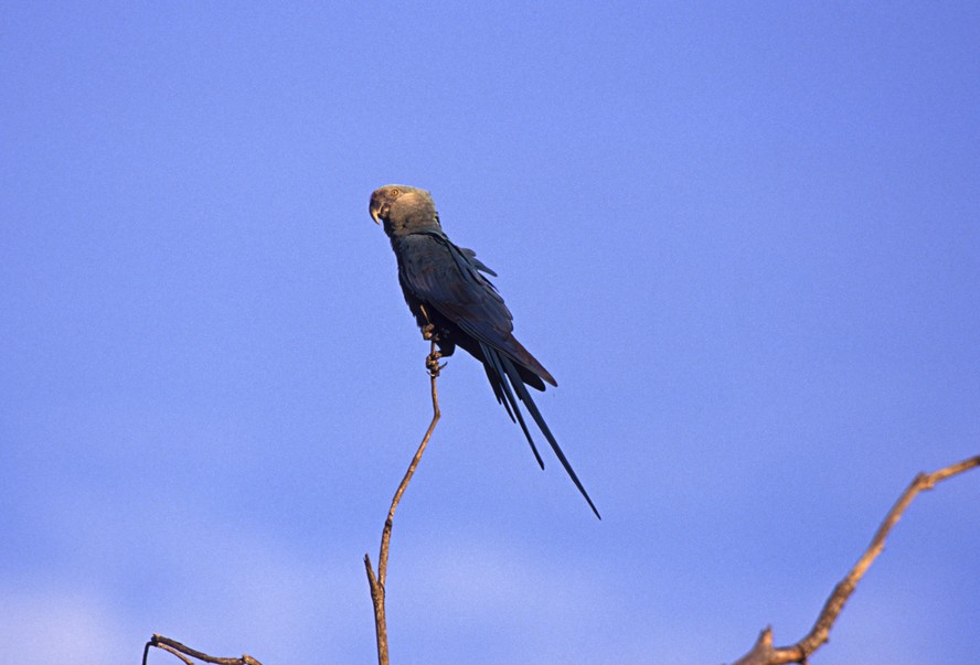 Ararinha-azul é uma espécie endêmica da Caatinga ameaçada de extinção