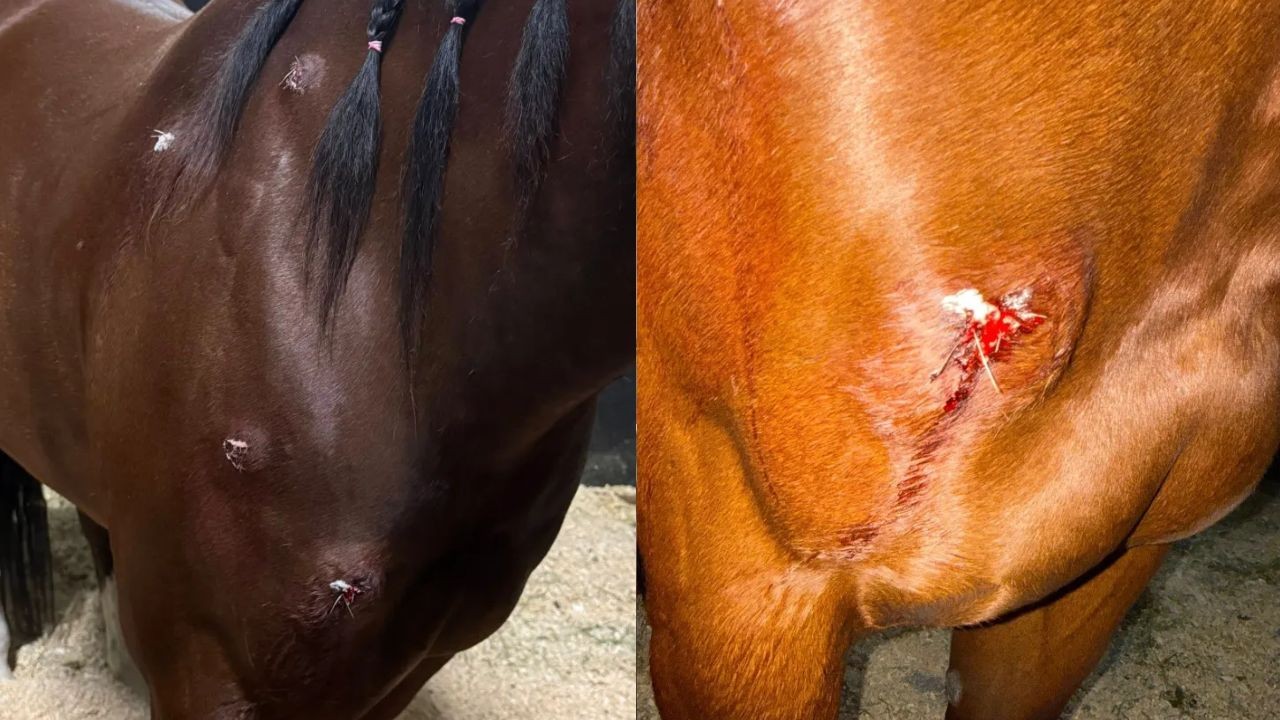 Competidora de hipismo é presa após ferir cavalos com faca em evento nos EUA; campanha arrecada recursos para tratamento dos animais