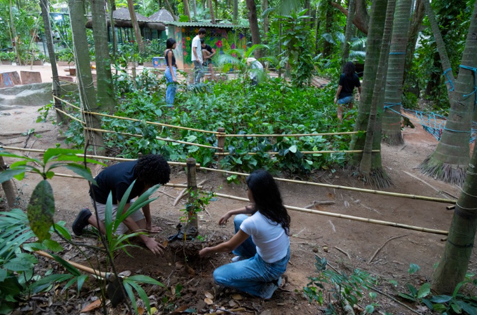 Alunos da Escola Parque durante plantio no campus do colégio, na Gávea, no Rio — Foto: Domingos Peixoto