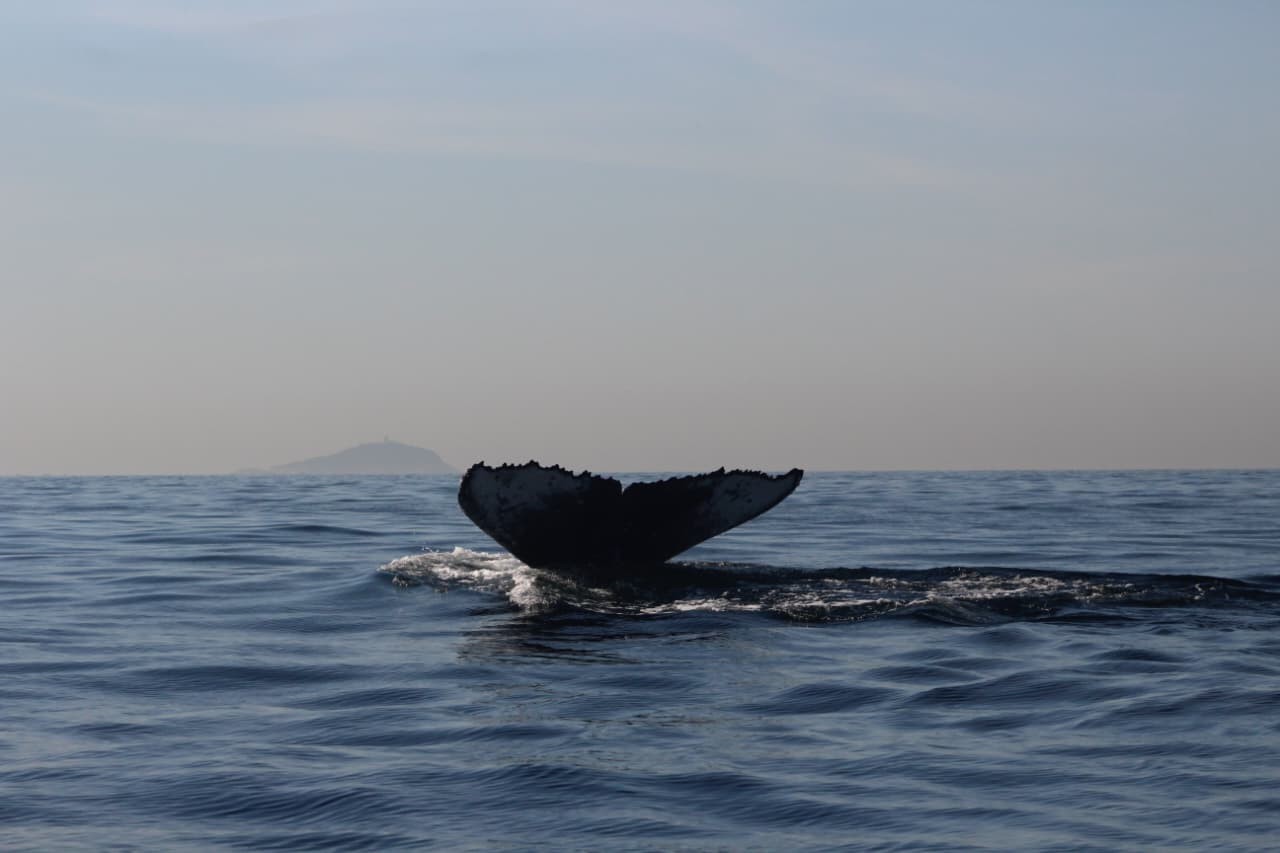 Prefeituras de Rio e Niterói se unem para discutir regras para a observação de baleias na Baía de Guanabara