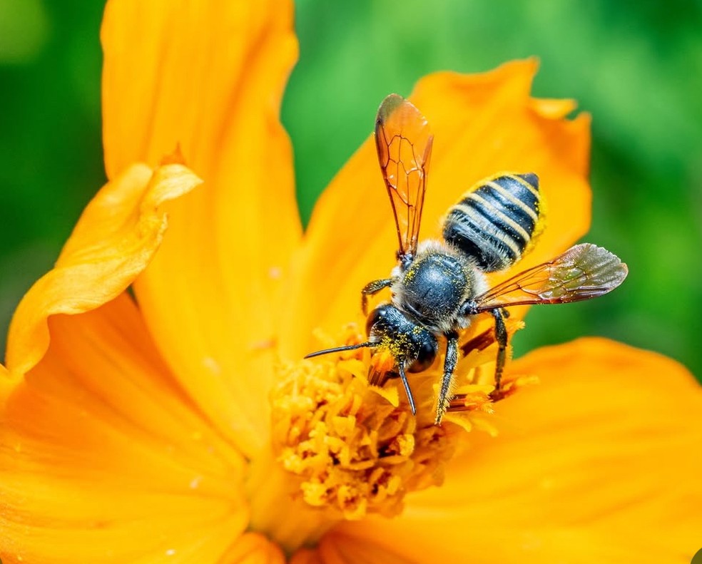 Temos a maior diversidade de abelhas do planeta, mais de 3 mil variedade, 244 abelhas nativas sem ferrão — Foto: divulgação